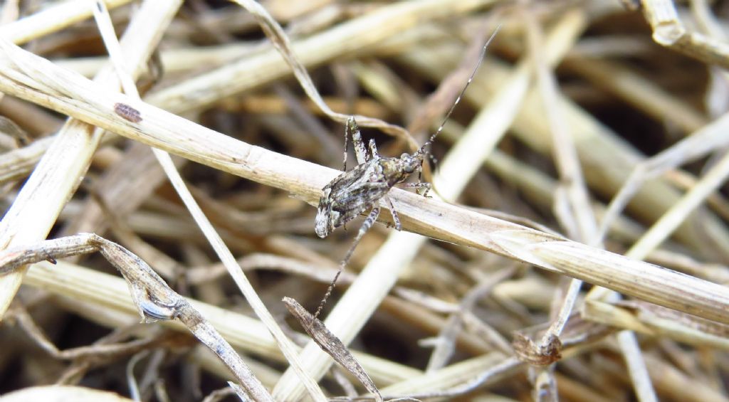 Miridae: Phytocoris sp.